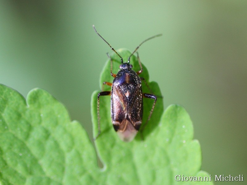 Miridae: Harpocera thoracica